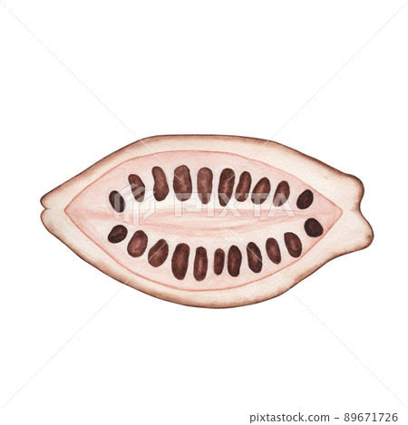 Ripe Cocoa pod with beans inside isolated on white background. Watercolor hand drawn illustration. Art for design Ripe Cocoa pod with beans inside isolated on white background. Watercolor hand drawn illustration. Art for design 89671726