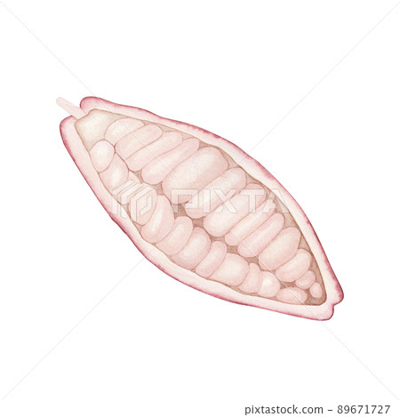 Ripe pink cocoa pod isolated on white background. Watercolor hand drawn illustration. Art for chocolate Ripe pink cocoa pod isolated on white background. Watercolor hand drawn illustration. Art for chocolate 89671727