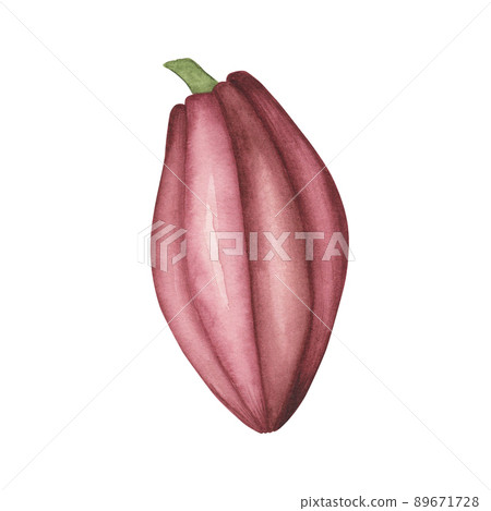 Pink Cocoa pod with ruby beans isolated on white background. Watercolor botanical illustration.Art for design chocolate 89671728