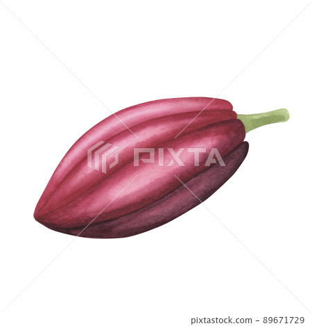 Ruby Cocoa pod with pink beans isolated on white background. Watercolor hand drawn illustration.Art for design chocolate Ruby Cocoa pod with pink beans isolated on white background. Watercolor hand drawn illustration.Art for design chocolate 89671729
