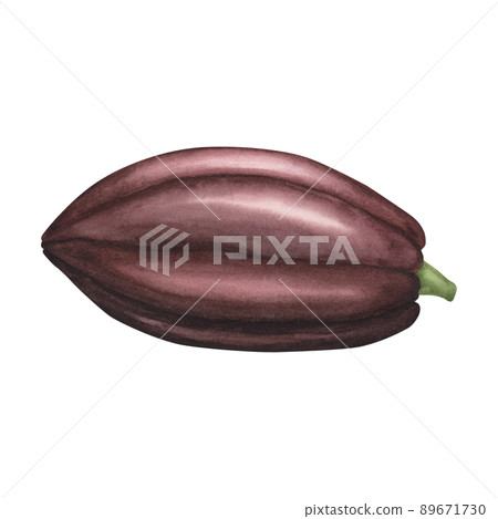 Brown Cocoa pod with beans isolated on white background. Watercolor hand drawn illustration. Art for design chocolate Brown Cocoa pod with beans isolated on white background. Watercolor hand drawn illustration. Art for design chocolate 89671730