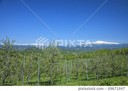 Apple garden and Mt. Gassan with remaining snow Apple garden and Mt. Gassan with remaining snow 89671847