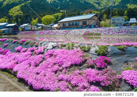 A town with beautiful moss phlox [Ono City, Fukui Prefecture] 89672126
