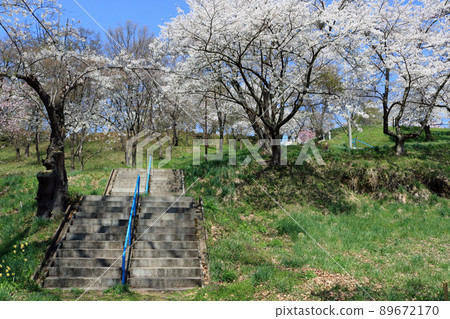 Shiroyama Park (Shiwa Town, Iwate Prefecture), Sakura Festival Shiroyama Park (Shiwa Town, Iwate Prefecture), Sakura Festival 89672170