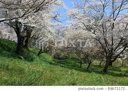 Shiroyama Park (Shiwa Town, Iwate Prefecture), Sakura Festival 89672172