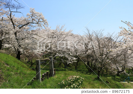 城山公園（岩手縣志和町）櫻花節 89672175