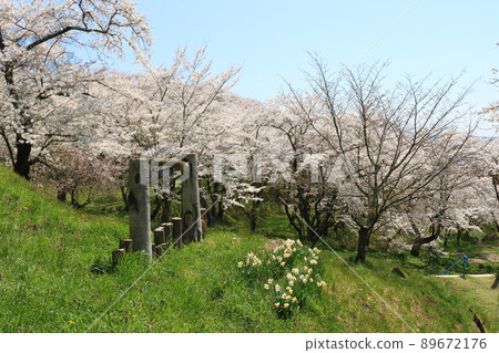 城山公園（岩手縣志和町）櫻花節 89672176