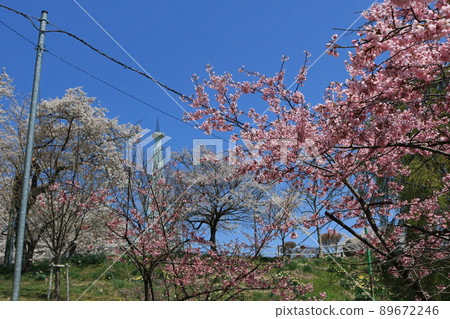 城山公園（岩手縣志和町）櫻花節 89672246