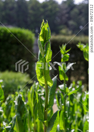 在陽光下栽培的菊苣葉長得很大[蔬菜] 89672312