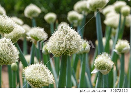 Onion that is said to be a green onion shaven 89672313