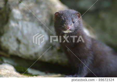 Wild mink 89672324