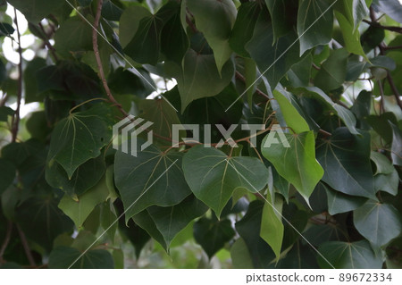 Dark green leaf Portia tree on branch, Thailand. 89672334