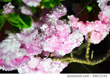 Night cherry blossom close-up Night cherry blossom close-up 89672342