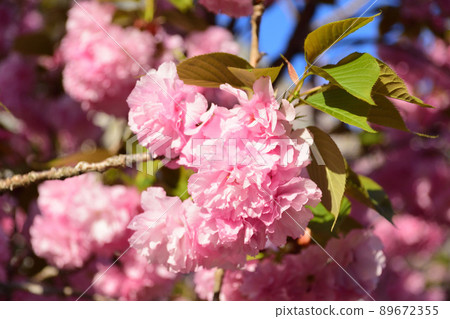 Double cherry blossoms 89672355