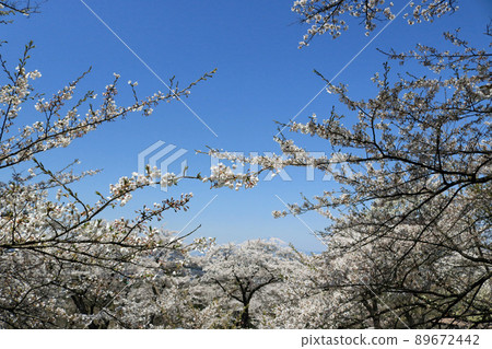 從城山公園眺望岩手山的櫻花祭 從城山公園眺望岩手山的櫻花祭 89672442