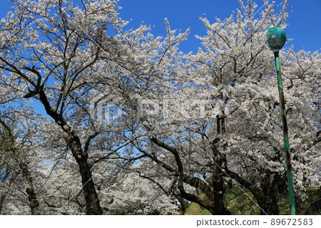 Shiroyama Park (Shiwa Town, Iwate Prefecture) Goten Ruins, Sakura Festival 89672583