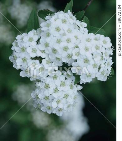 Kodemari flower * Vertical rectangular composition 89672584