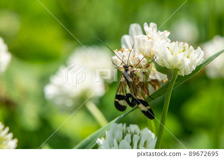 Panorpa japonica (蝎子蠅) 和白三葉草 89672695