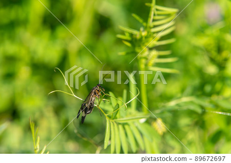 大和蝎子蠅(蝎子蠅) 大和蝎子蠅(蝎子蠅) 89672697