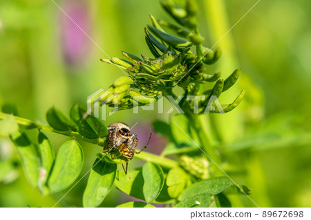 捕食 leucauge 鈍蜘蛛的跳蛛 (jumping spider) 89672698