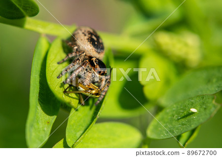 Jumping spider (jumping spider) that preys on the leucauge blunt spider Jumping spider (jumping spider) that preys on the leucauge blunt spider 89672700