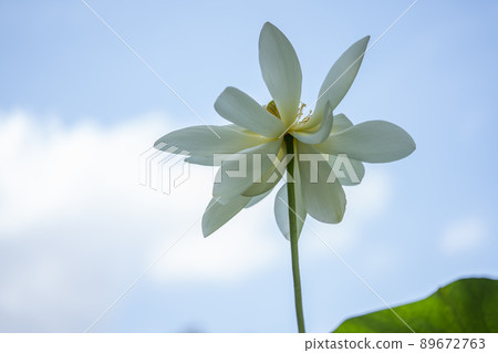 Lotus 89672763