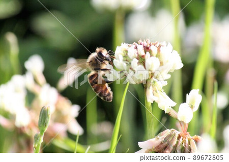 尋找白三葉草花粉的蜜蜂 89672805