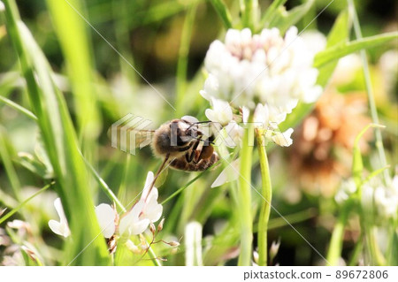 尋找白三葉草花粉的蜜蜂 89672806