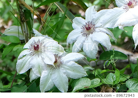 Many clematis patens blooming in Yumurayama, Yamanashi Prefecture 89672943