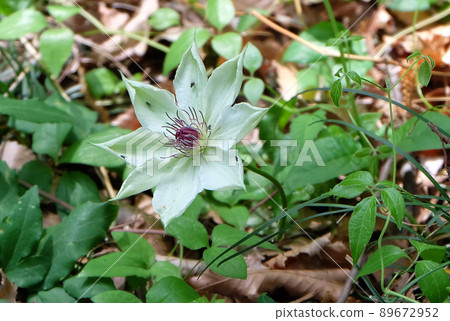 山梨縣湯村山盛開的鐵線蓮花 山梨縣湯村山盛開的鐵線蓮花 89672952