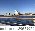 友好的海鷗 89673024