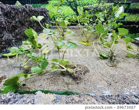 芥末博物館的芥末田 89673087