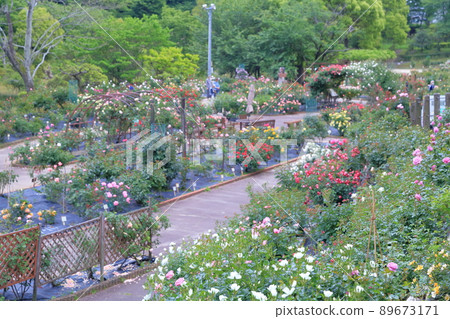 Rose Garden (Nishiyama Park, Toyota City, Aichi - Stock Photo