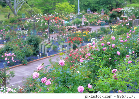 ローズガーデン 花咲きファーム」 ディビッド・オースチン イングリッシュローズ