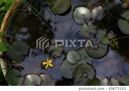 園藝園(岐阜縣可兒市岐阜世界玫瑰園、舊花節紀念公園) 園藝園(岐阜縣可兒市岐阜世界玫瑰園、舊花節紀念公園) 89673183