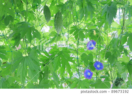 Block the sun with morning glory and bitter gourd green curtains Block the sun with morning glory and bitter gourd green curtains 89673192