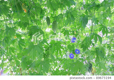 Block the sun with morning glory and bitter gourd green curtains 89673194