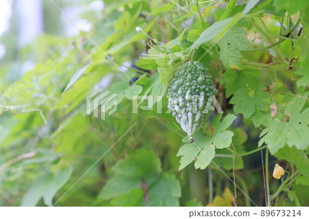 黃花綠簾苦瓜 黃花綠簾苦瓜 89673214