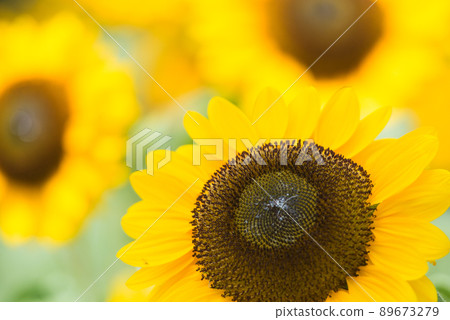 Sunflower in full bloom, summer image 89673279