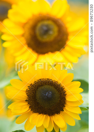 Sunflower in full bloom, summer image Sunflower in full bloom, summer image 89673280