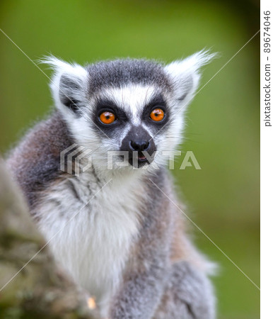 Lemur Catta (Maki) in nature Lemur Catta (Maki) in nature 89674046
