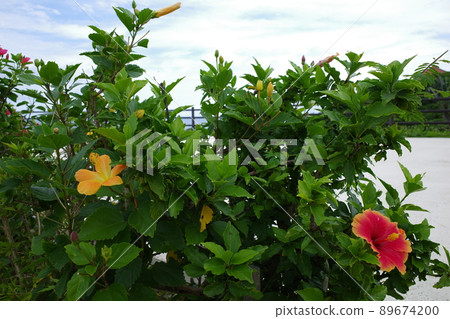 紅色和黃色的芙蓉花 紅色和黃色的芙蓉花 89674200