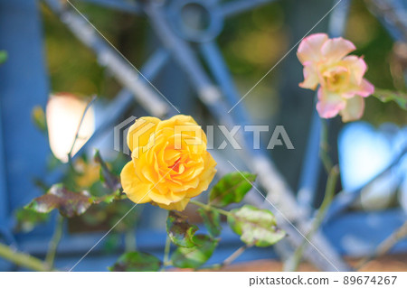 花園裡盛開的撒哈拉 98 89674267