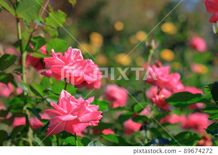 Princess Aiko blooming in the garden 89674272