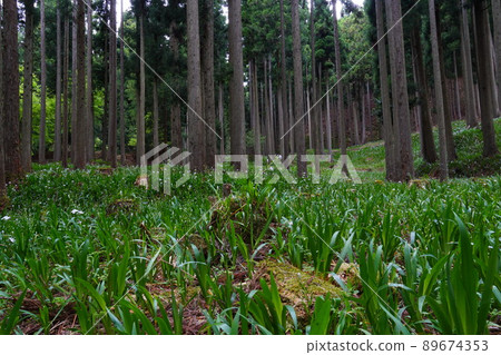 Butterflies blooming in the woods Butterflies blooming in the woods 89674353