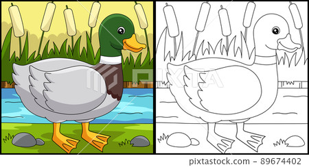 Duck Coloring Page Colored Illustration 89674402