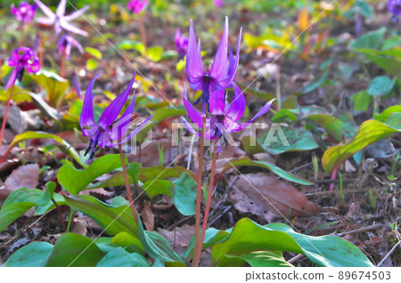 Flower pattern Flower pattern 89674503