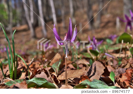 Flower pattern 89674577