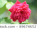 Up of red roses 89674652