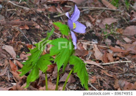 Glaucidium palmatum flower Glaucidium palmatum flower 89674951